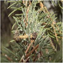 Pine Needle Scale in  Summit County