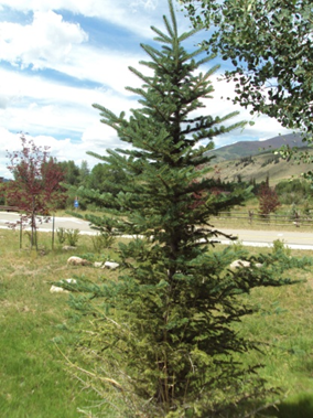 Unhealthy Summit County tree in need of fertilization